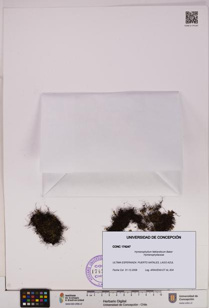 Hymenophyllum falklandicum [Espécimen: UDEC:CONC:0174247]