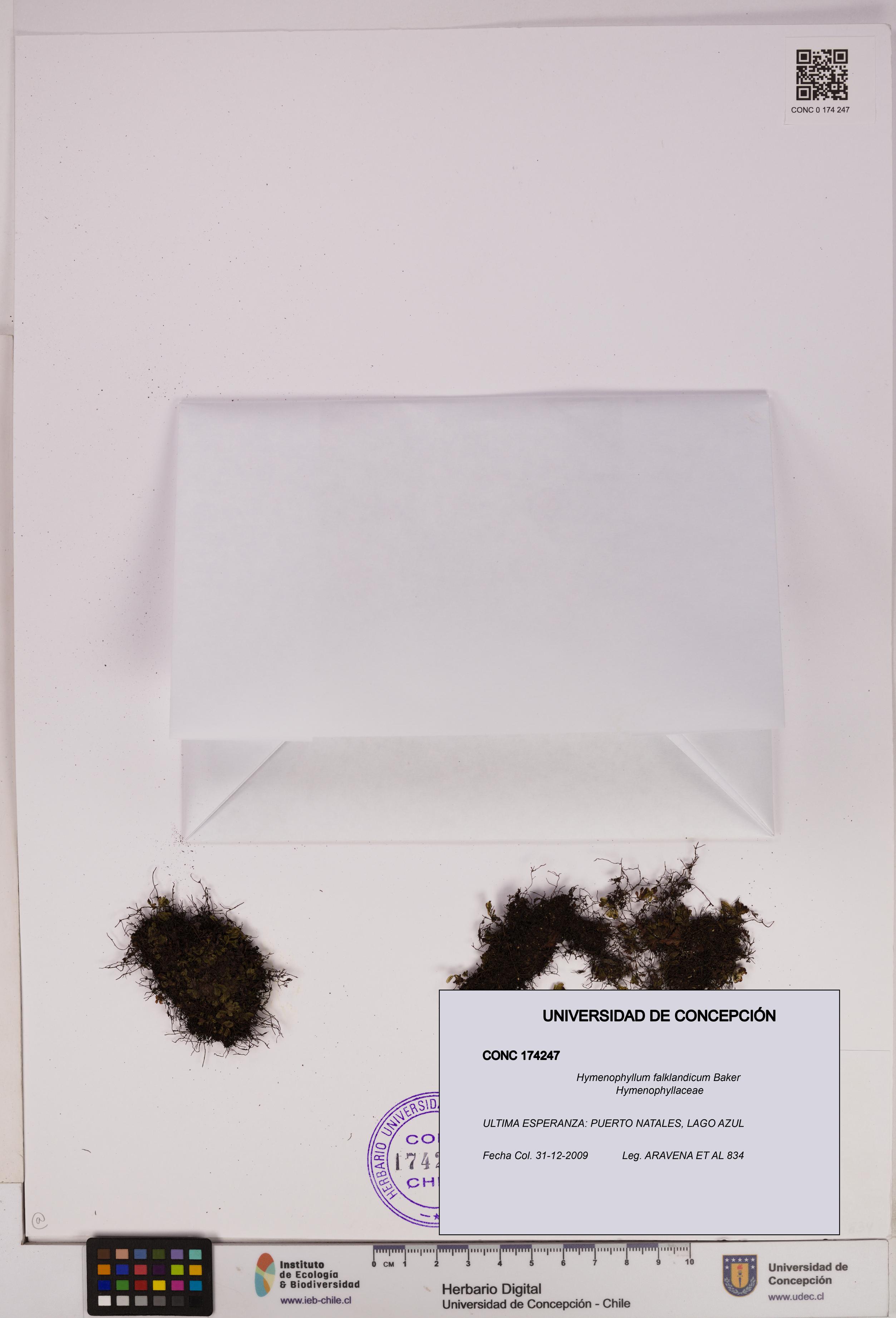 Hymenophyllum falklandicum [Espécimen: UDEC:CONC:0174247]