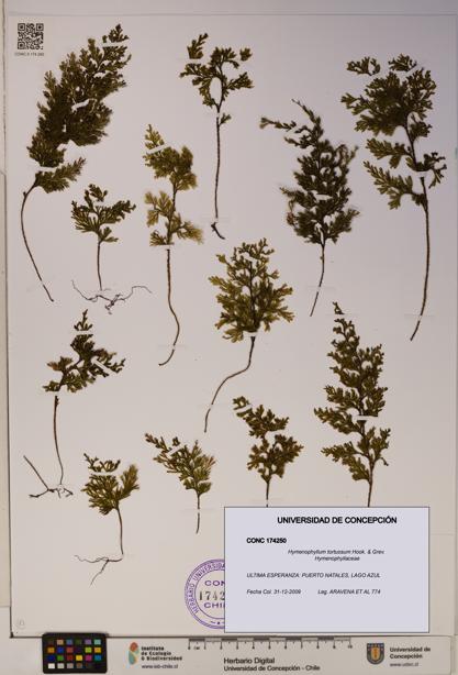 Hymenophyllum tortuosum [Espécimen: ]