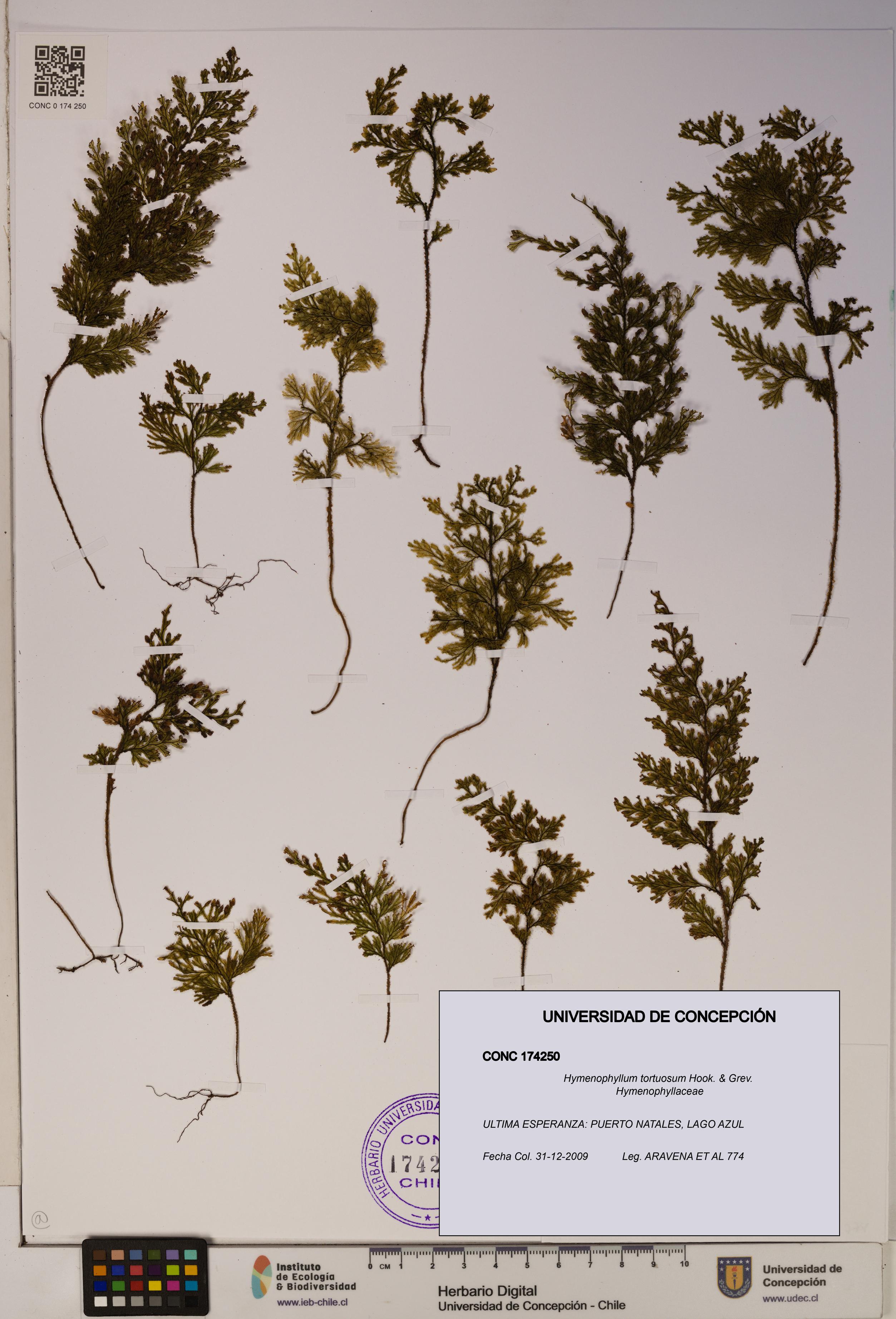 Hymenophyllum tortuosum [Espécimen: ]