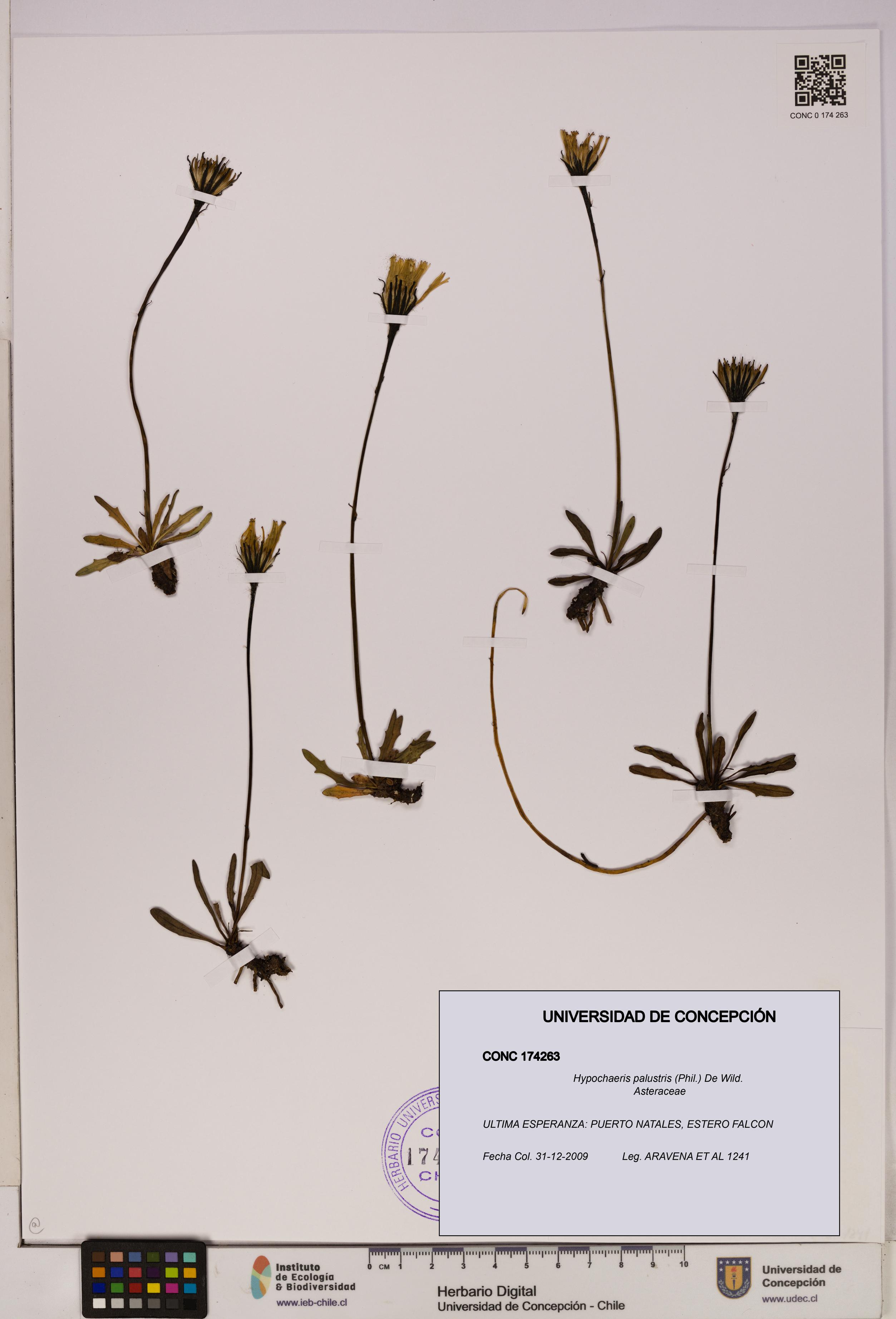 Hypochaeris palustris [Espécimen: UDEC:CONC:0174263]