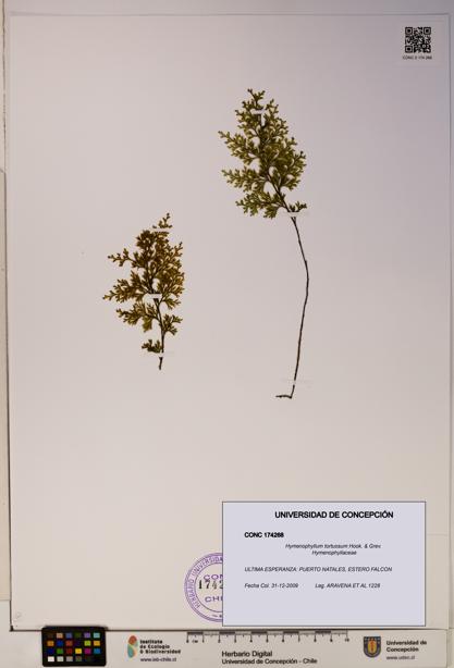 Hymenophyllum tortuosum [Espécimen: ]
