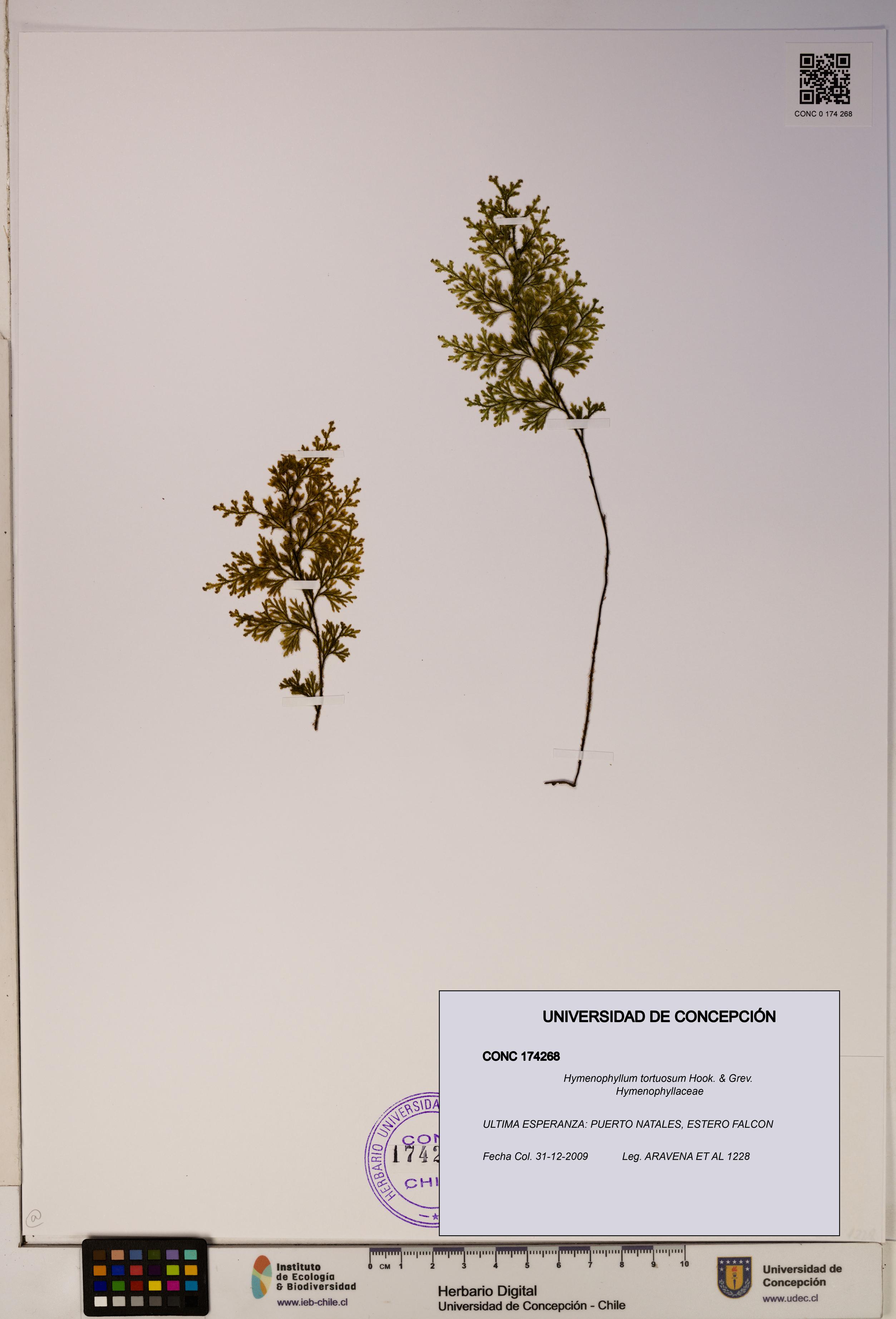 Hymenophyllum tortuosum [Espécimen: ]