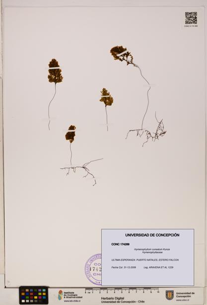 Hymenophyllum cuneatum [Espécimen: UDEC:CONC:0174269]