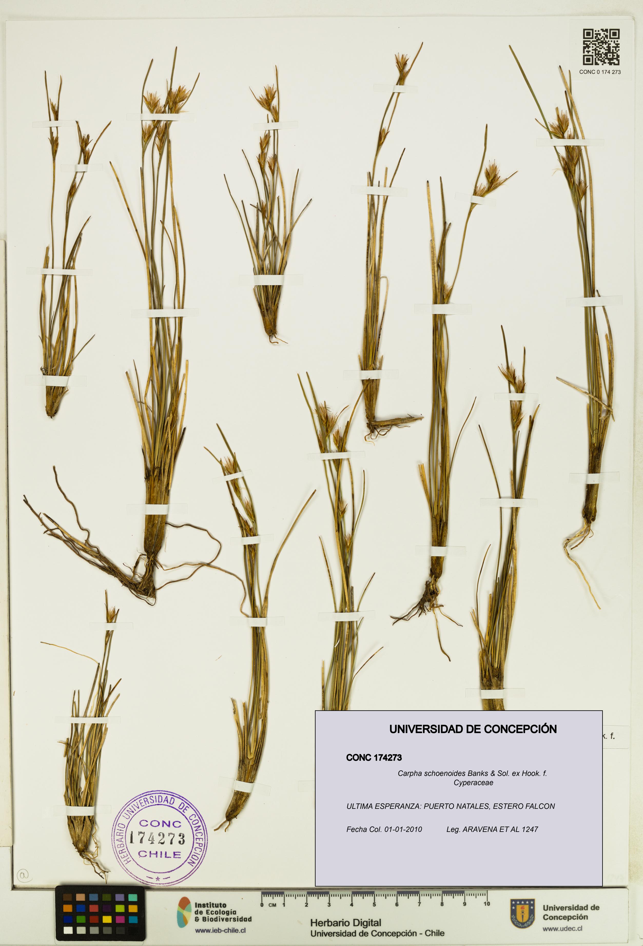 Carpha schoenoides [Espécimen: UDEC:CONC:0174273]