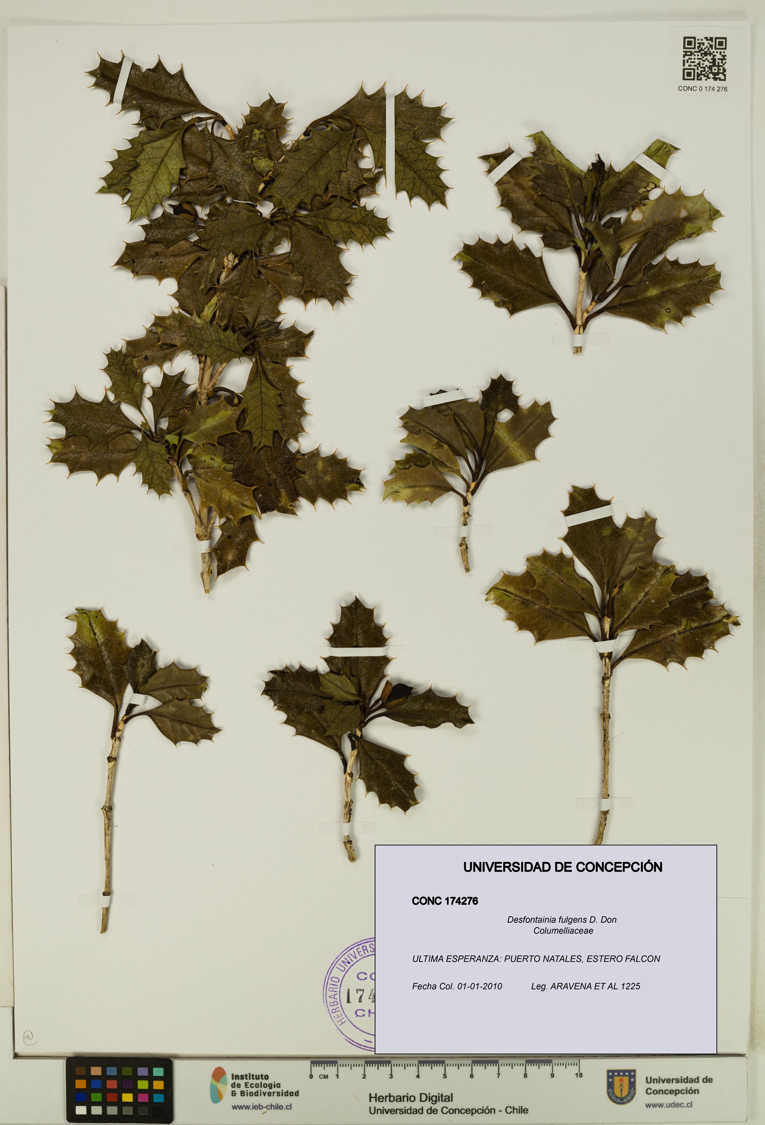 Desfontainia fulgens [Espécimen: UDEC:CONC:0174276]