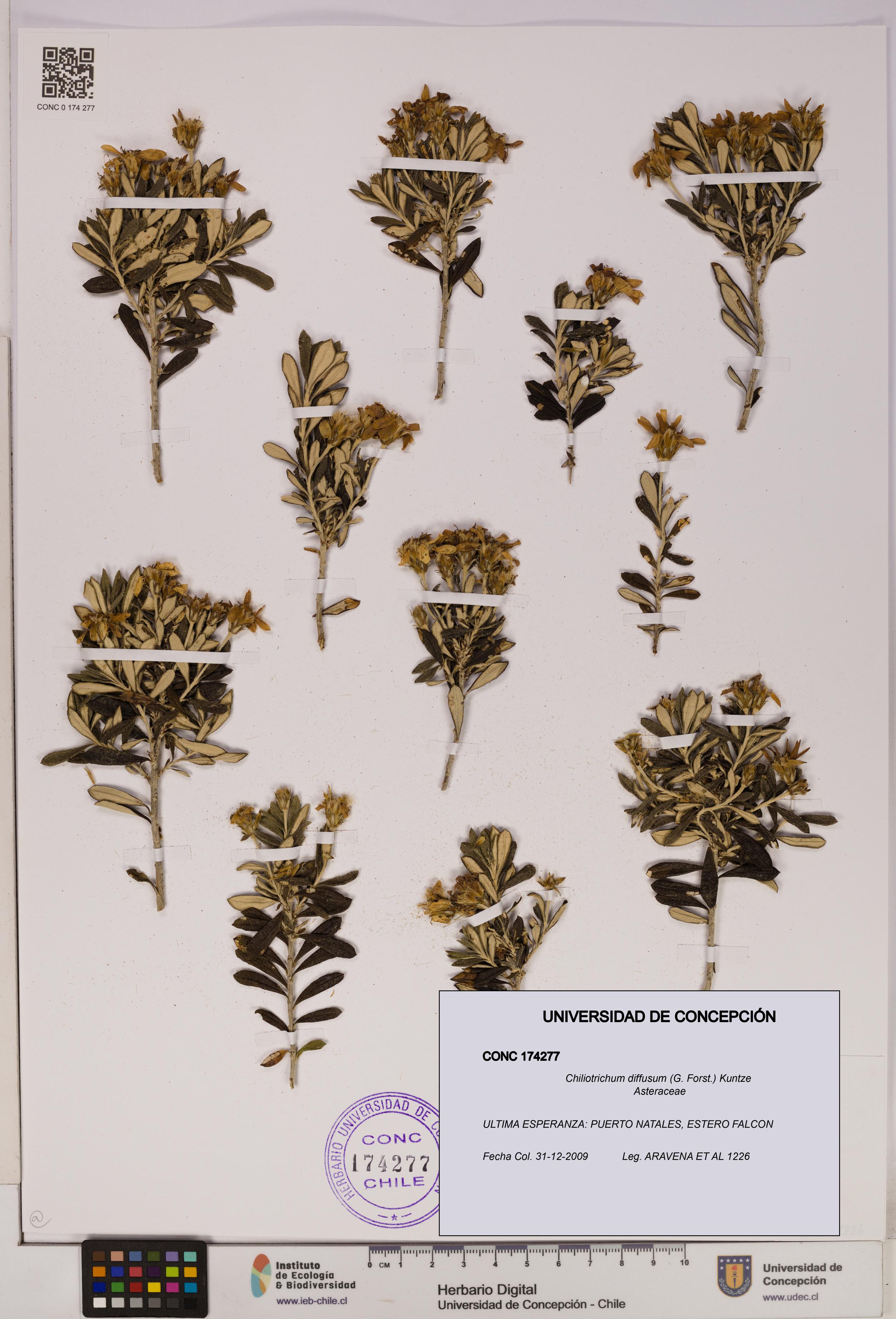 Chiliotrichum diffusum [Espécimen: UDEC:CONC:0174277]