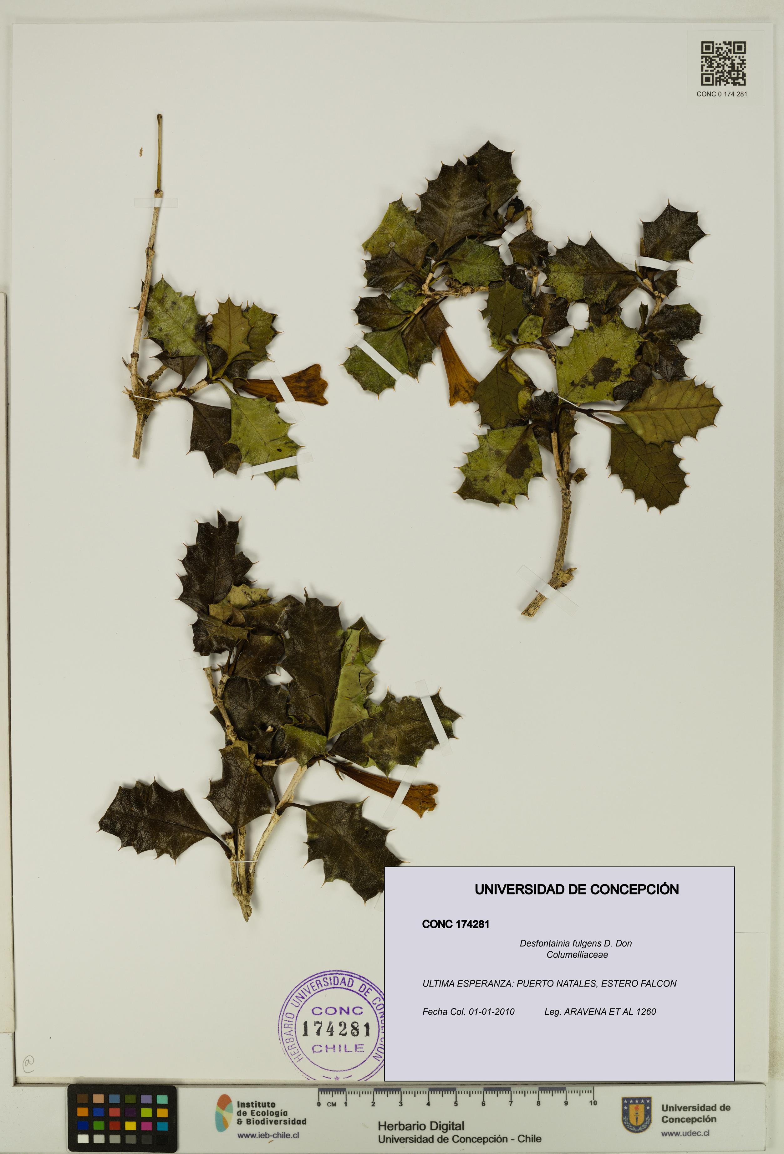 Desfontainia fulgens [Espécimen: UDEC:CONC:0174281]