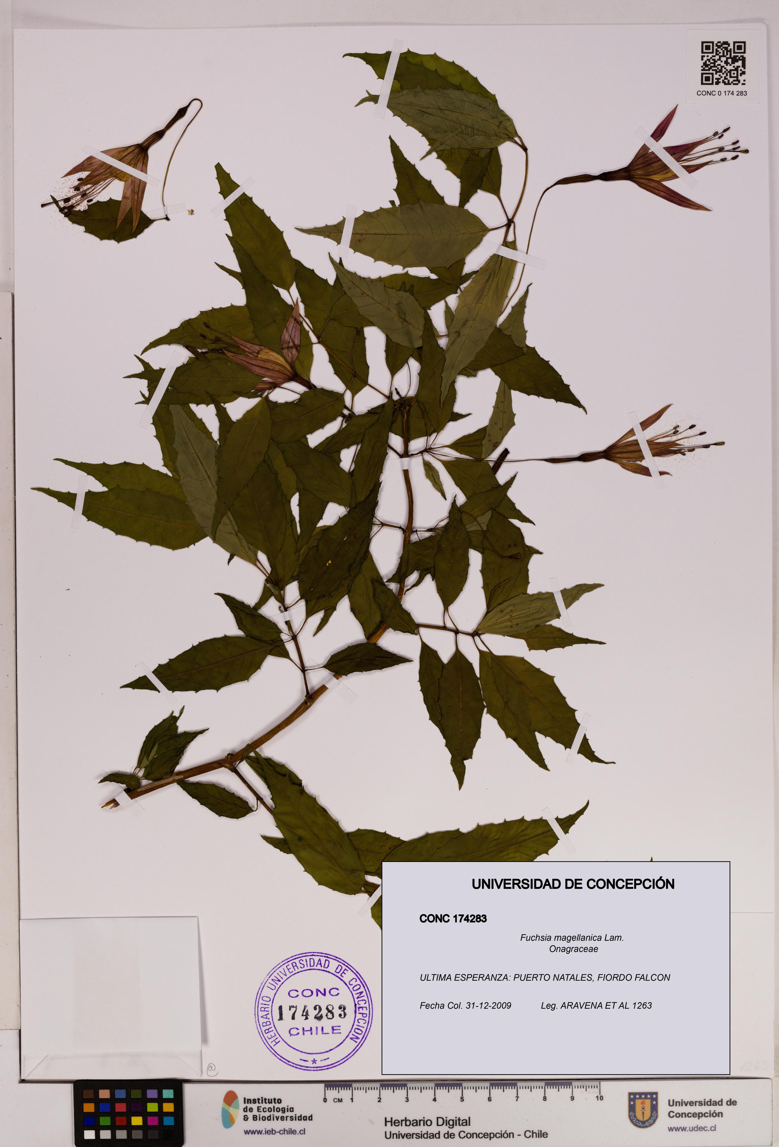 Fuchsia magellanica [Espécimen: UDEC:CONC:0174283]
