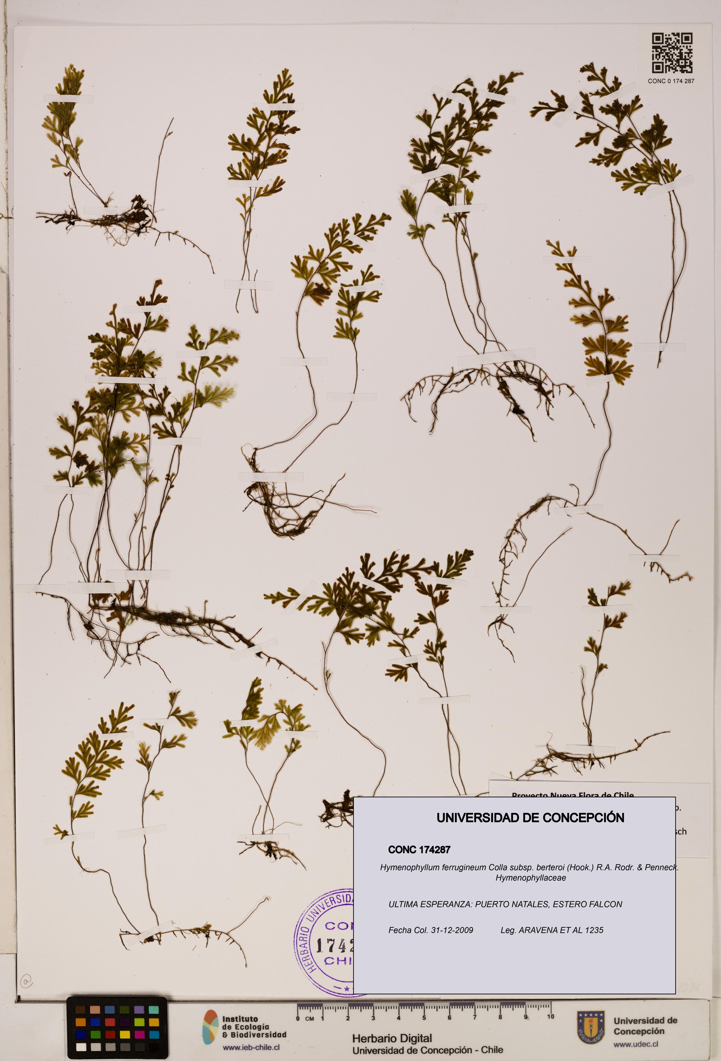 Hymenophyllum ferrugineum [Espécimen: UDEC:CONC:0174287]