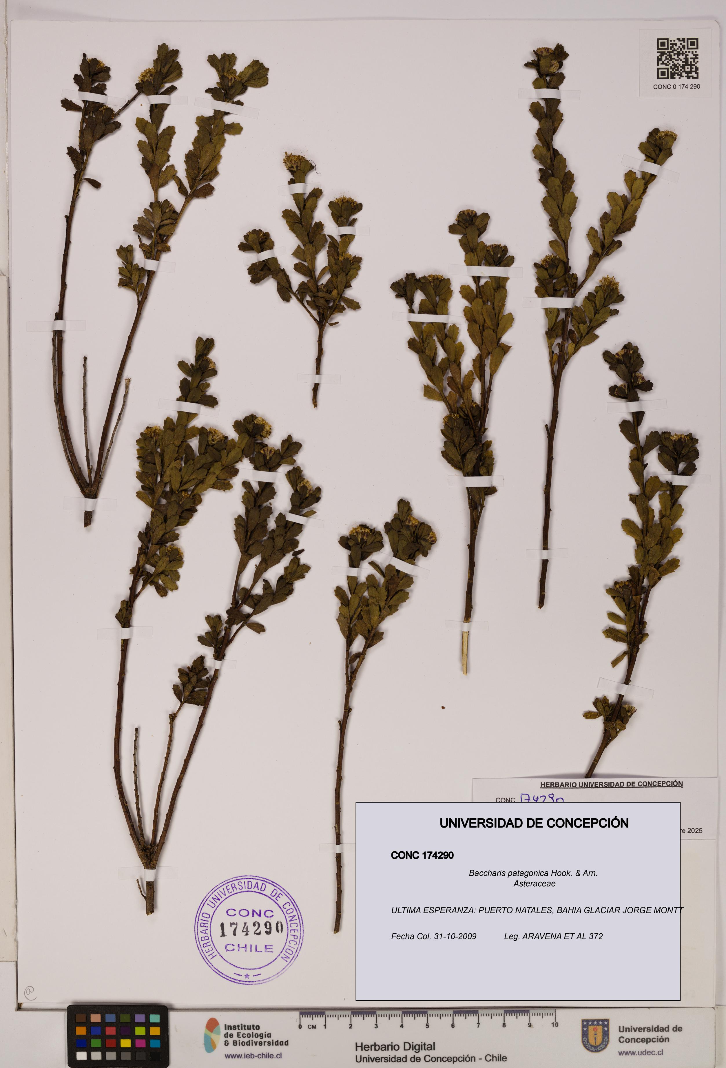 Baccharis patagonica [Espécimen: UDEC:CONC:0174290]