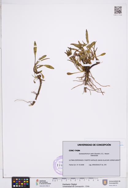 Symphyotrichum vahlii [Espécimen: ]