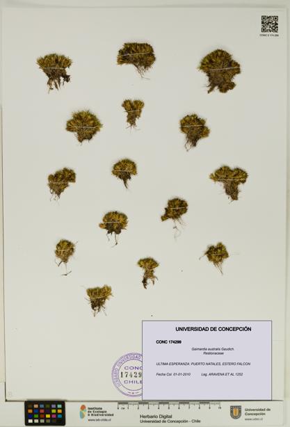 Gaimardia australis [Espécimen: UDEC:CONC:0174299]