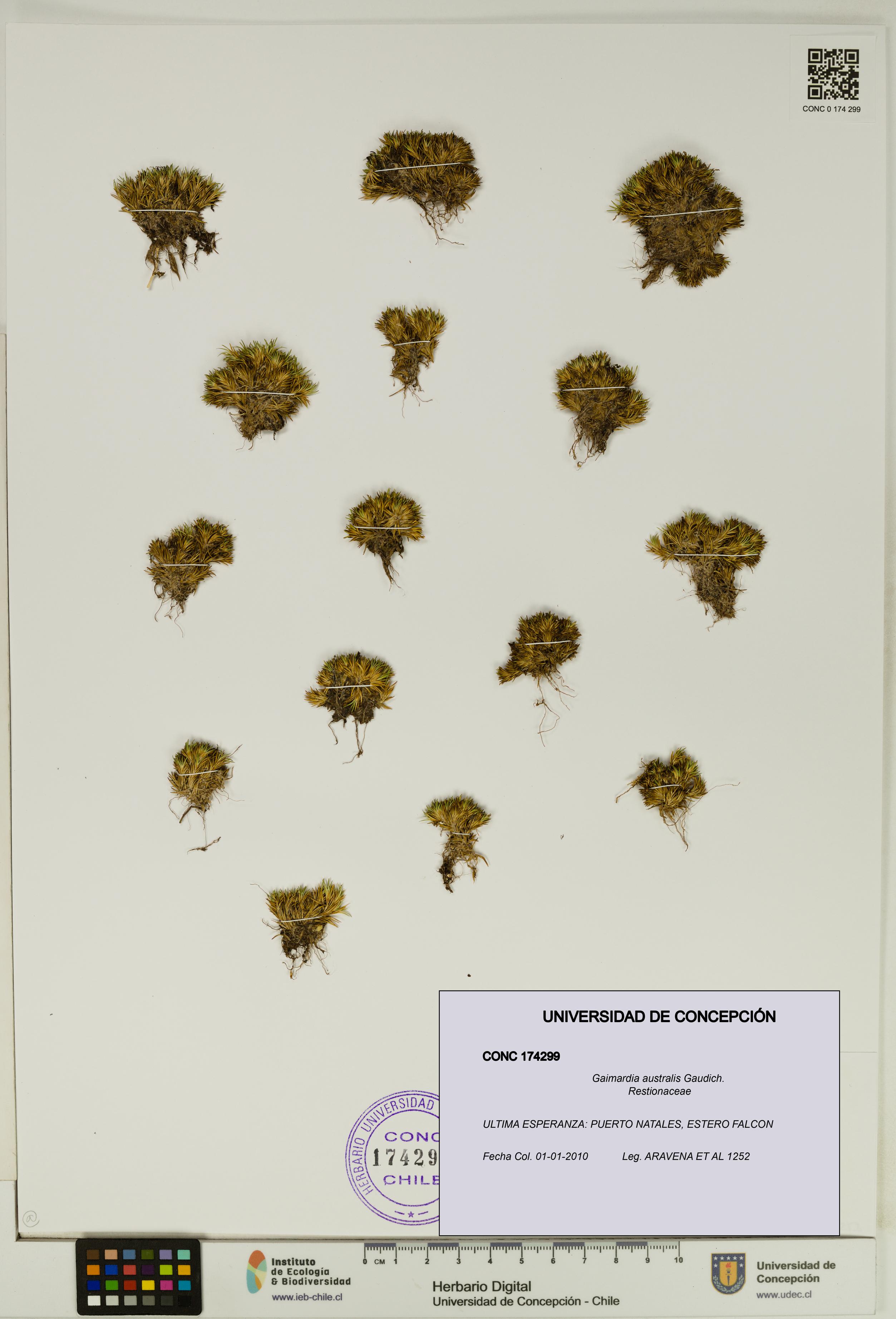 Gaimardia australis [Espécimen: UDEC:CONC:0174299]