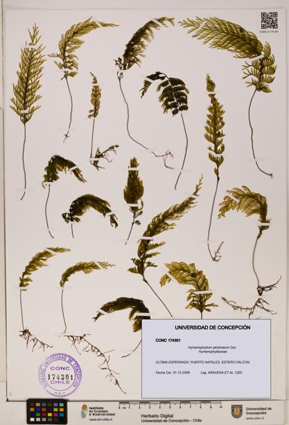 Hymenophyllum pectinatum [Espécimen: ]