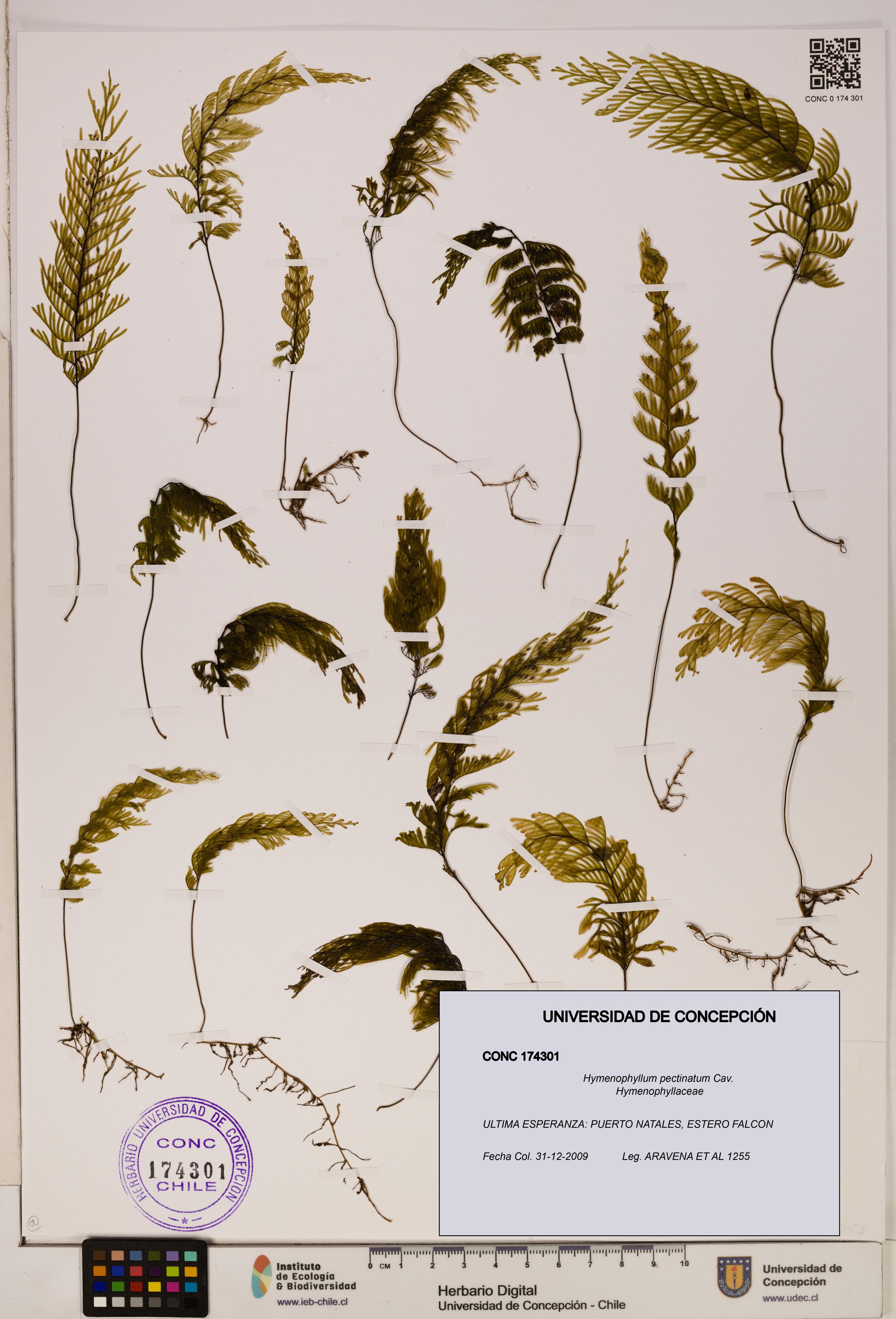 Hymenophyllum pectinatum [Espécimen: ]