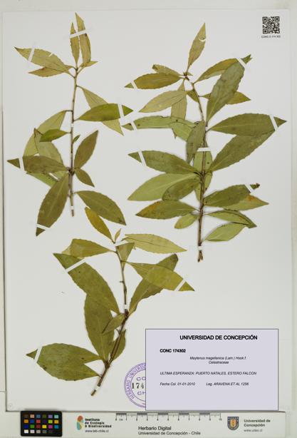 Maytenus magellanica [Espécimen: UDEC:CONC:0174302]