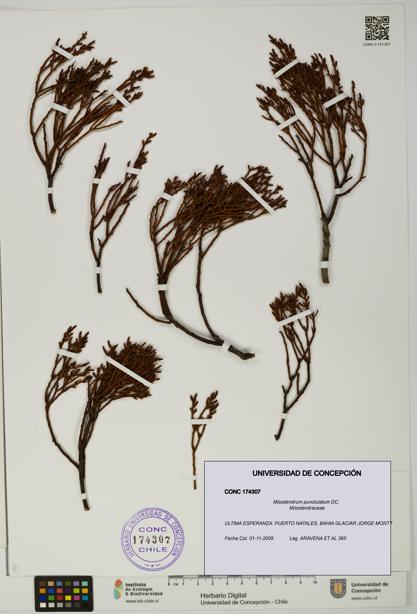 Misodendrum punctulatum [Espécimen: UDEC:CONC:0174307]