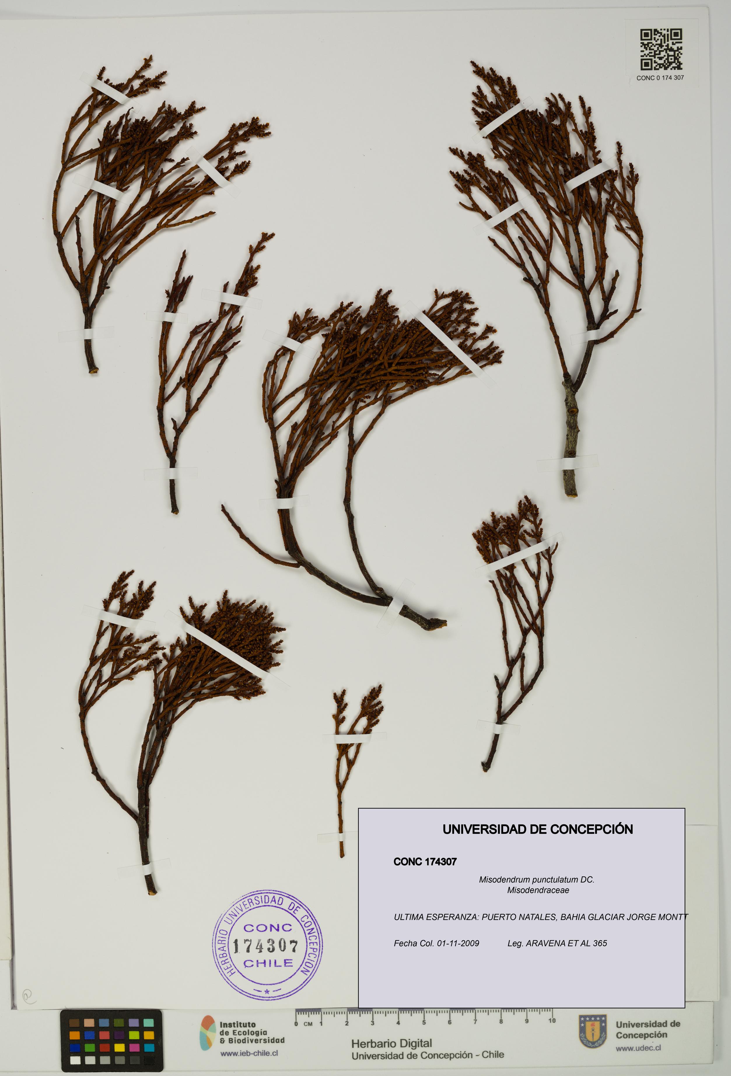Misodendrum punctulatum [Espécimen: UDEC:CONC:0174307]
