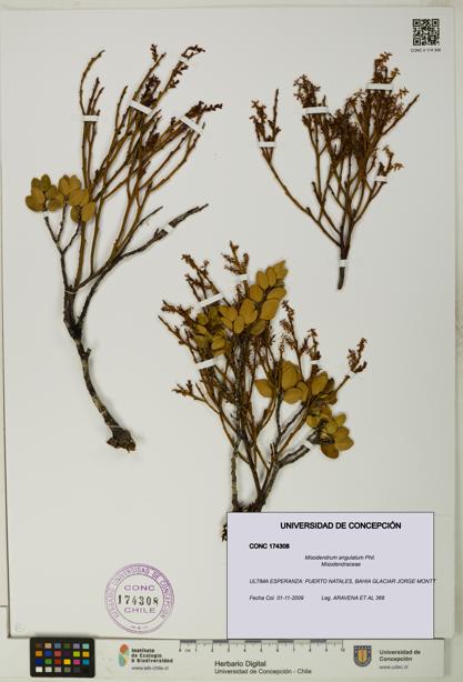 Misodendrum angulatum [Espécimen: UDEC:CONC:0174308]