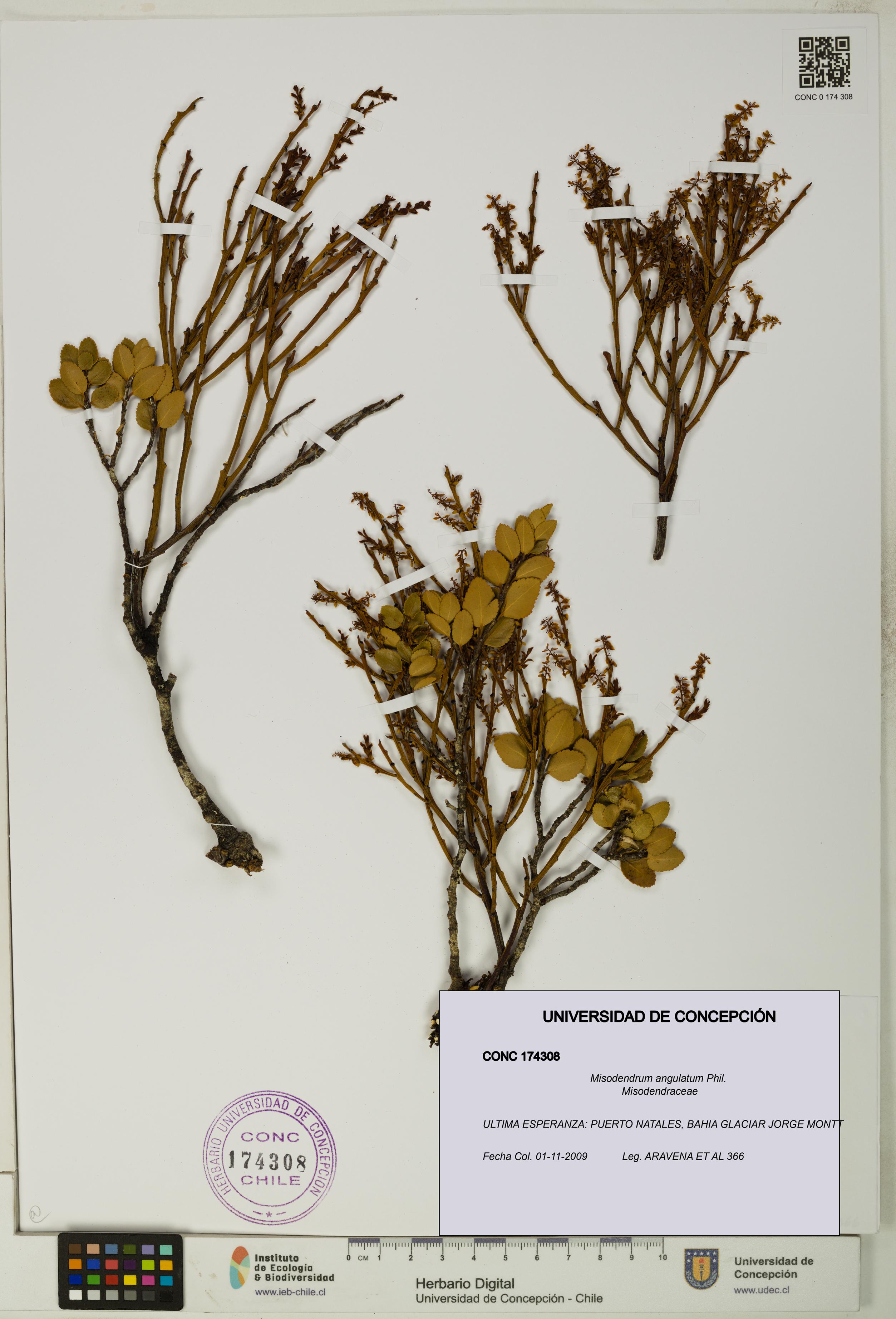 Misodendrum angulatum [Espécimen: UDEC:CONC:0174308]