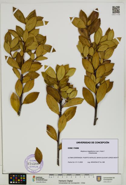 Maytenus magellanica [Espécimen: UDEC:CONC:0174309]