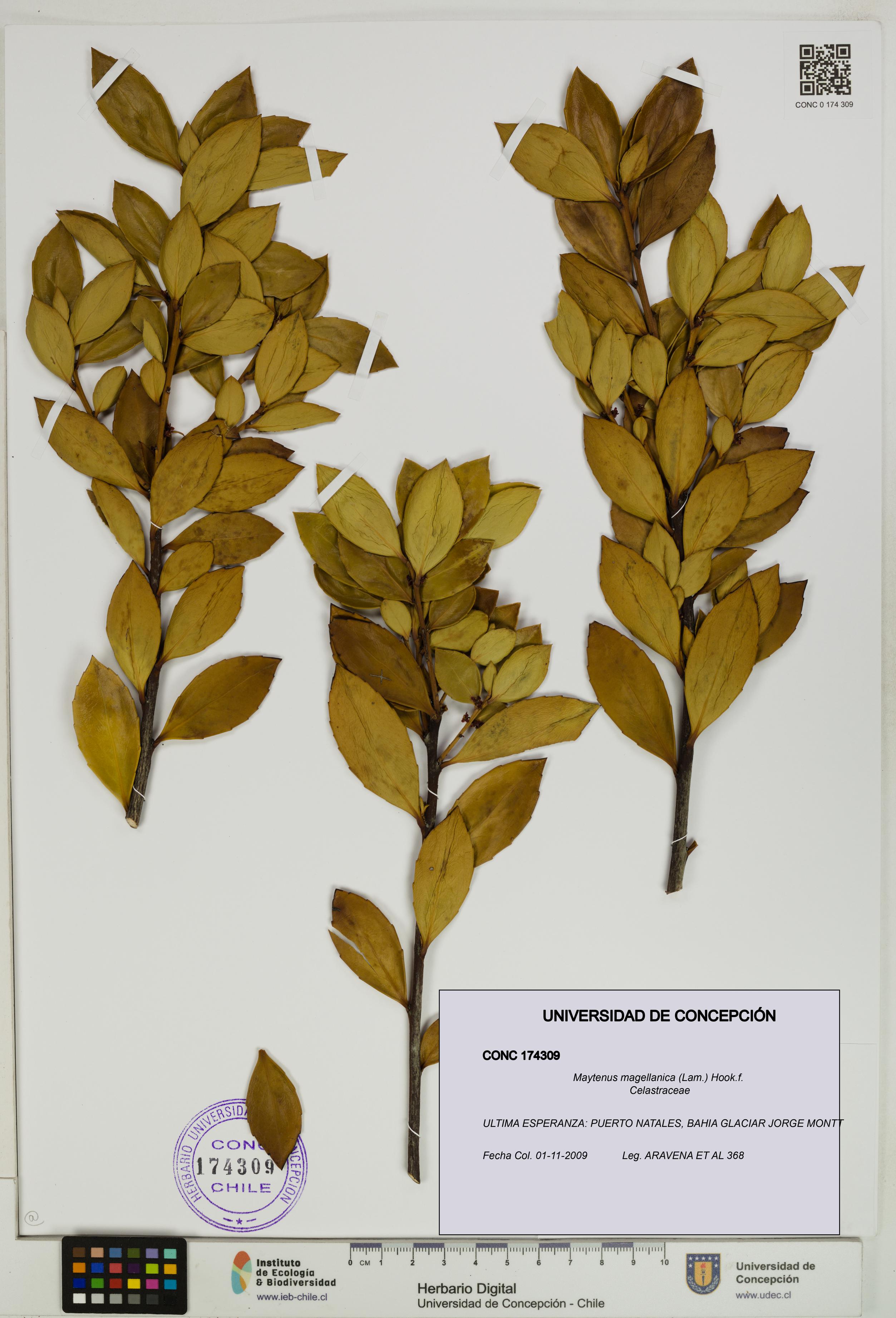 Maytenus magellanica [Espécimen: UDEC:CONC:0174309]