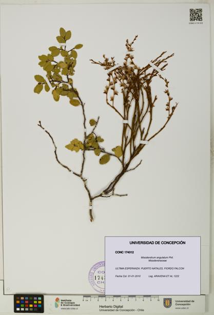 Misodendrum angulatum [Espécimen: UDEC:CONC:0174312]