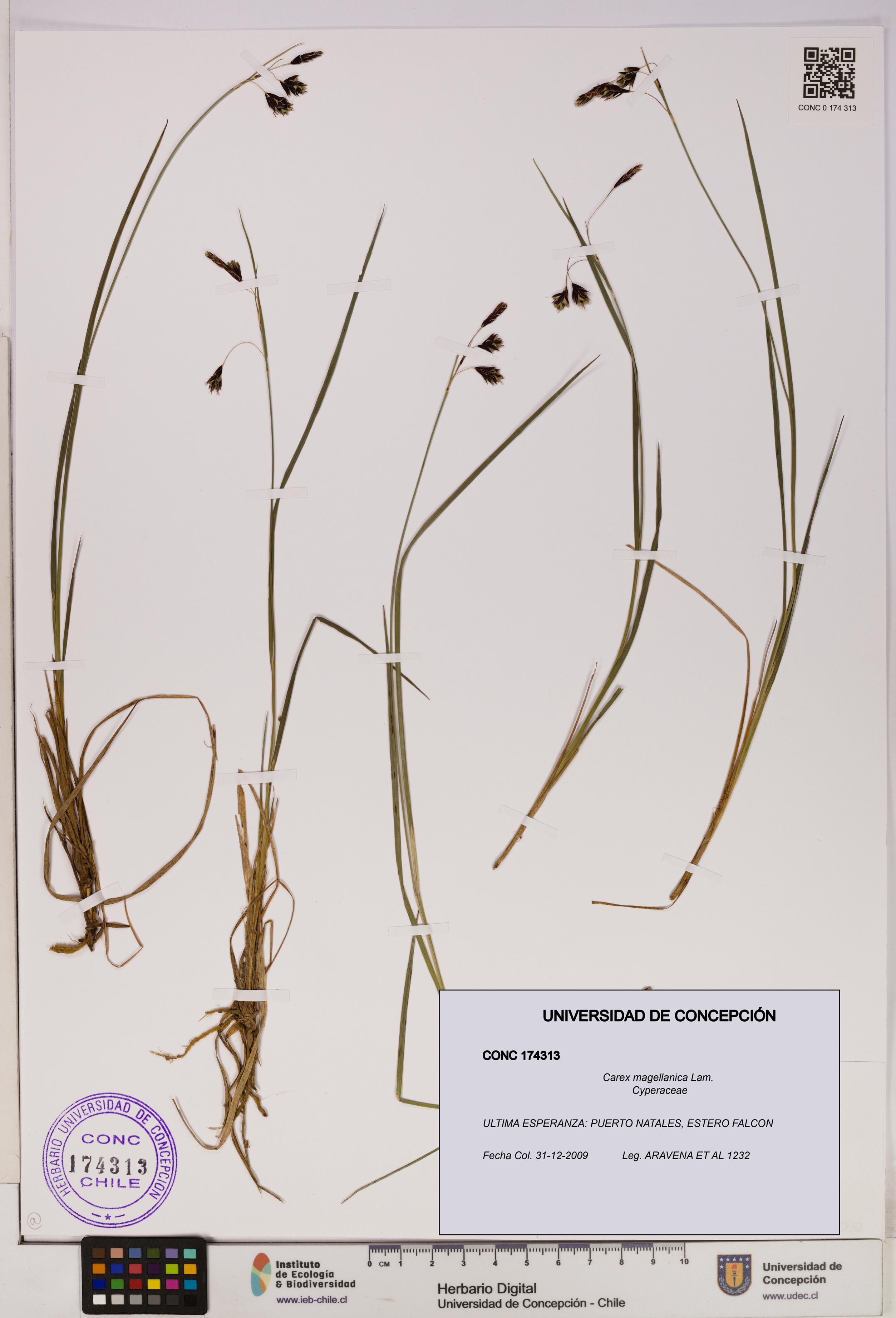 Carex magellanica [Espécimen: UDEC:CONC:0174313]