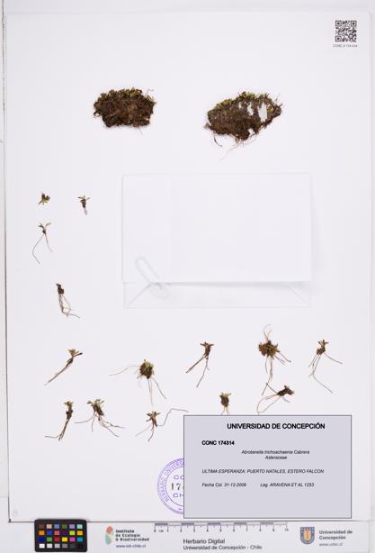 Abrotanella trichoachaenia [Espécimen: ]