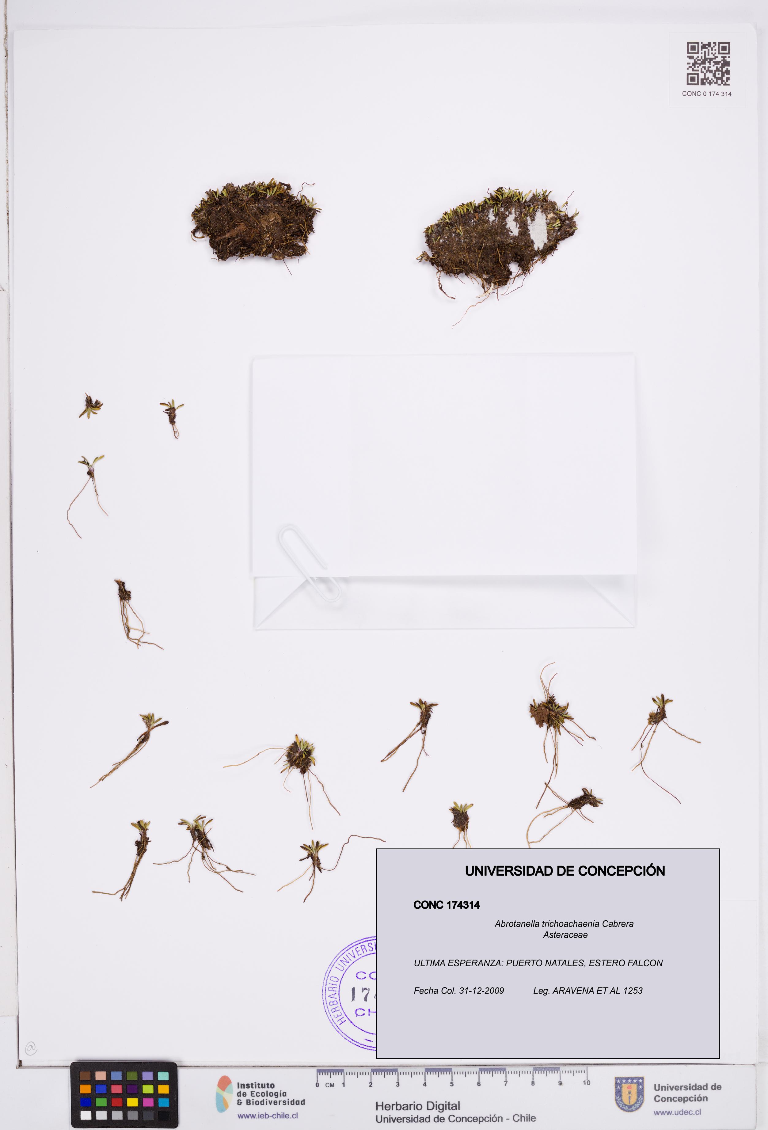 Abrotanella trichoachaenia [Espécimen: ]