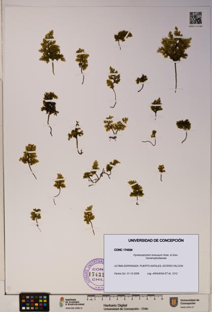 Hymenophyllum tortuosum [Espécimen: ]