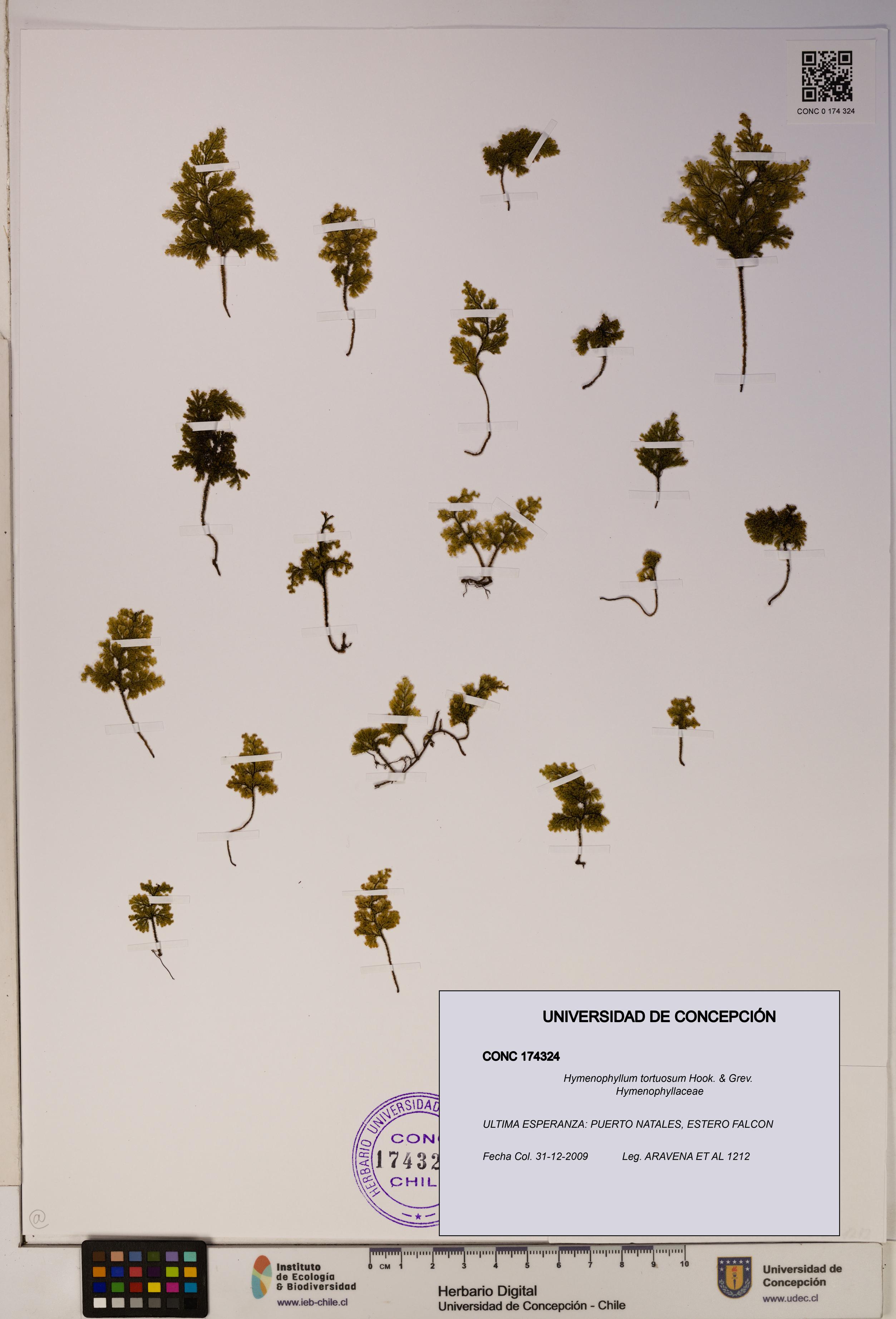 Hymenophyllum tortuosum [Espécimen: ]