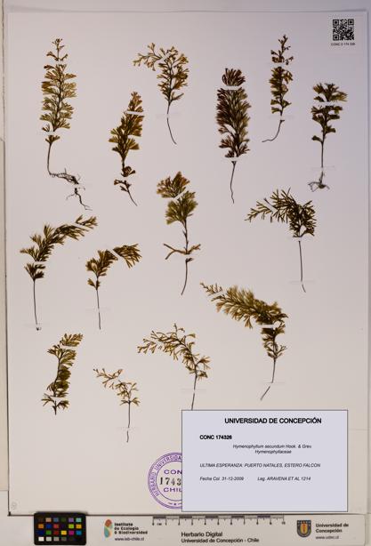 Hymenophyllum secundum [Espécimen: ]