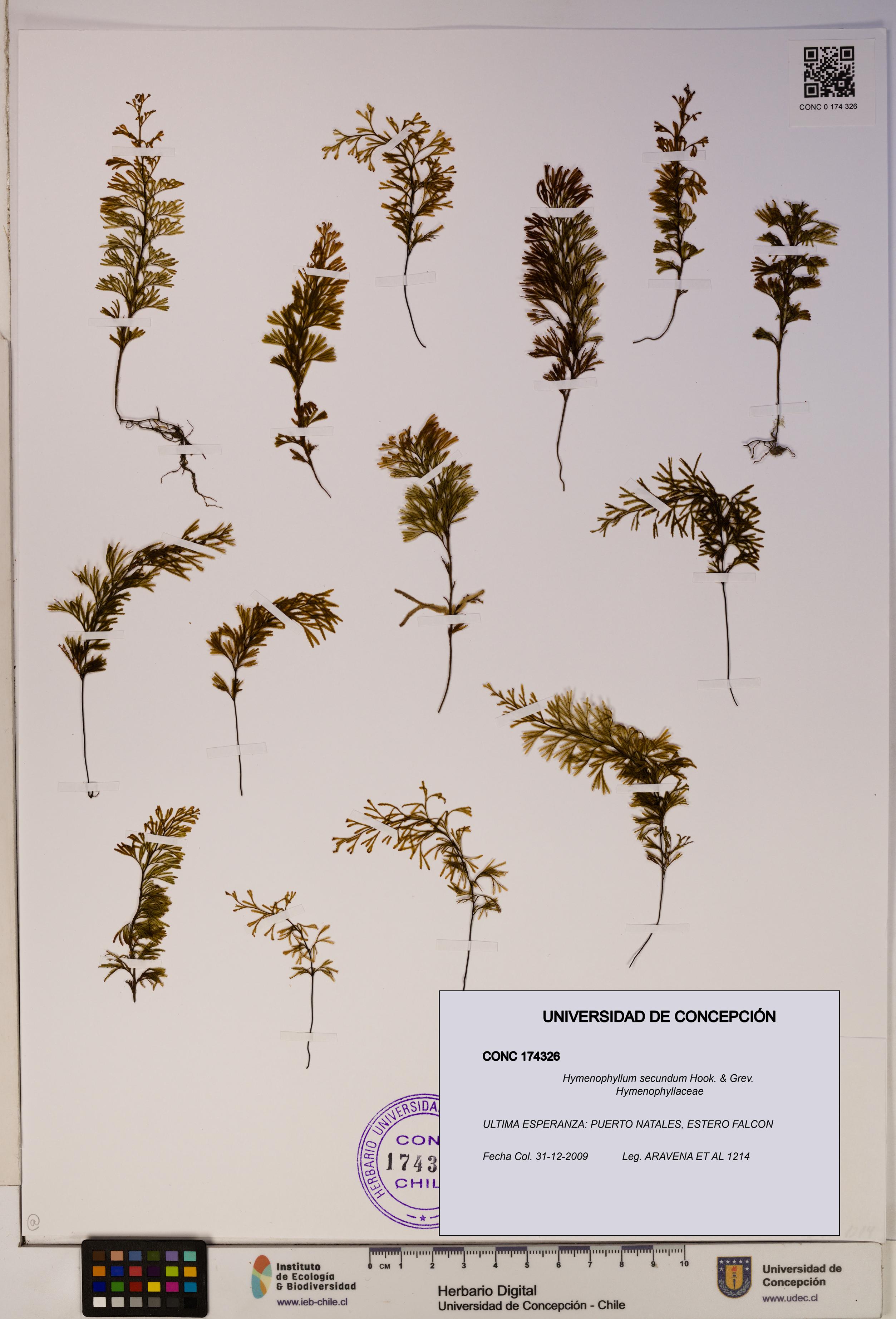 Hymenophyllum secundum [Espécimen: ]