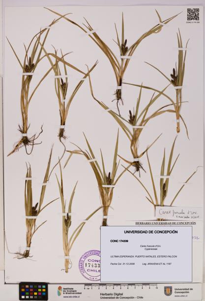 Carex fuscula [Espécimen: UDEC:CONC:0174339]