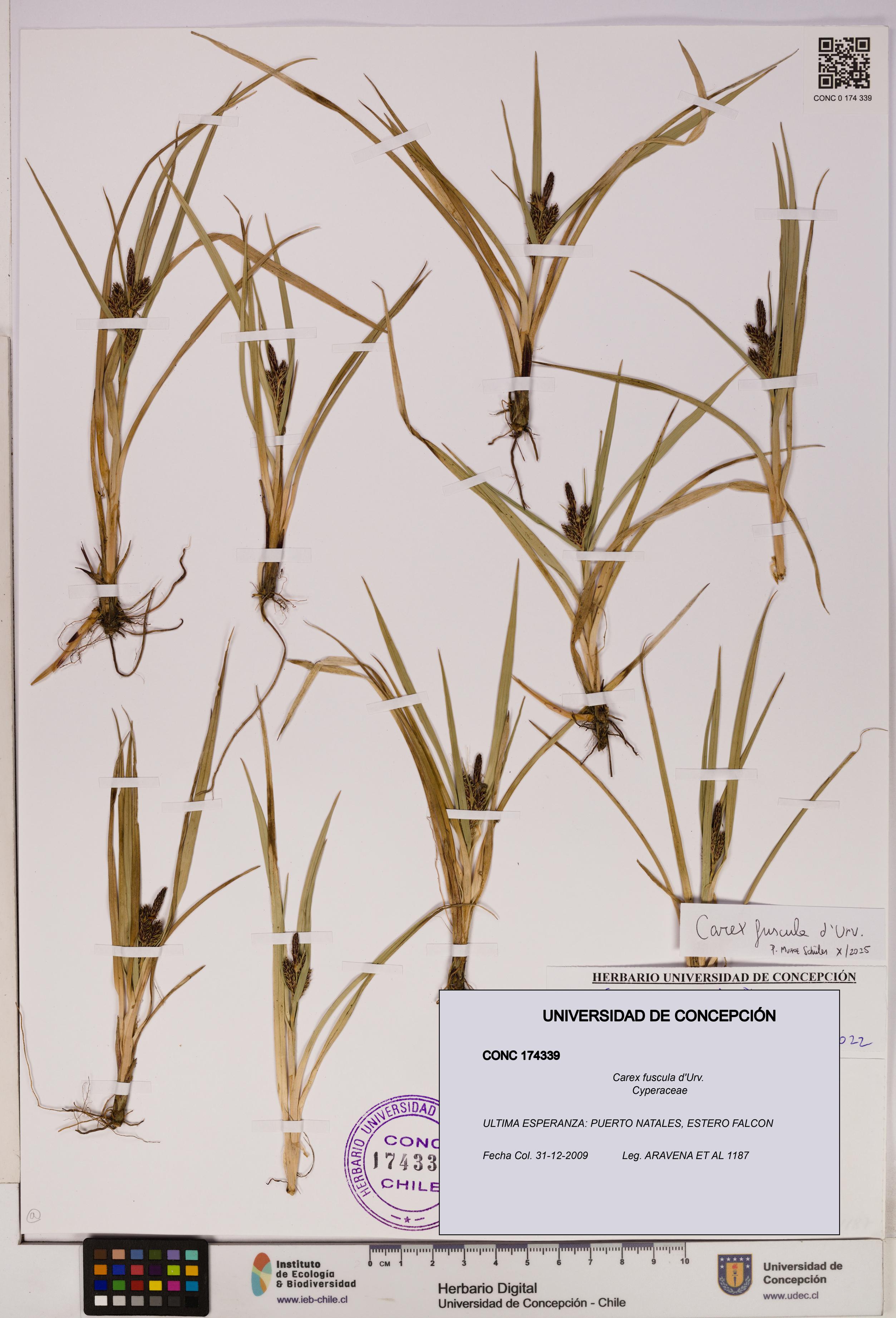 Carex fuscula [Espécimen: UDEC:CONC:0174339]
