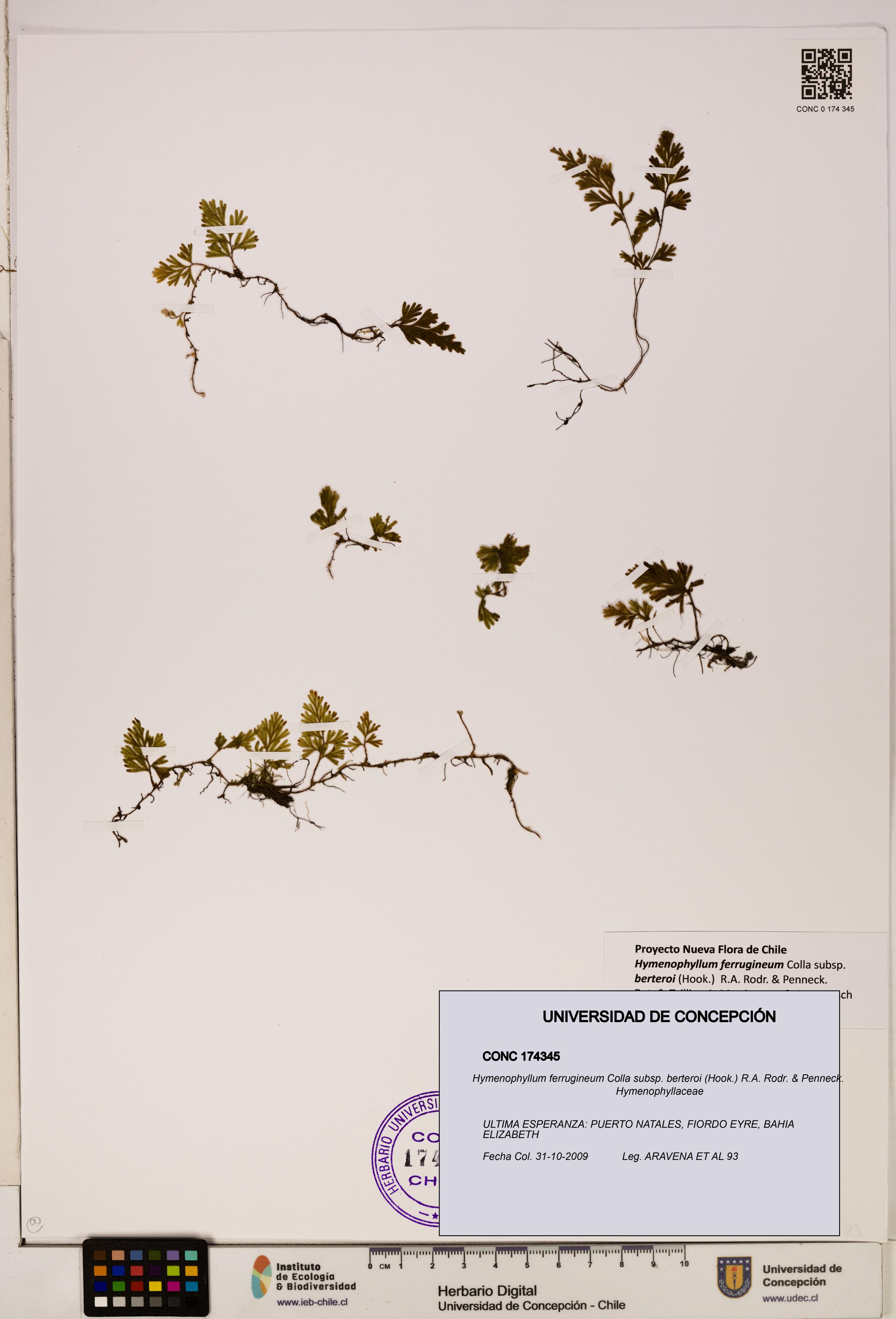 Hymenophyllum ferrugineum [Espécimen: UDEC:CONC:0174345]