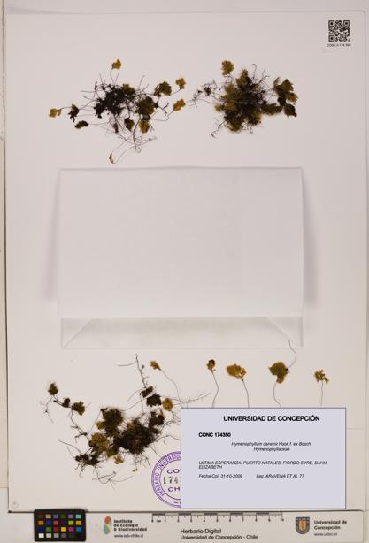 Hymenophyllum darwinii [Espécimen: UDEC:CONC:0174350]
