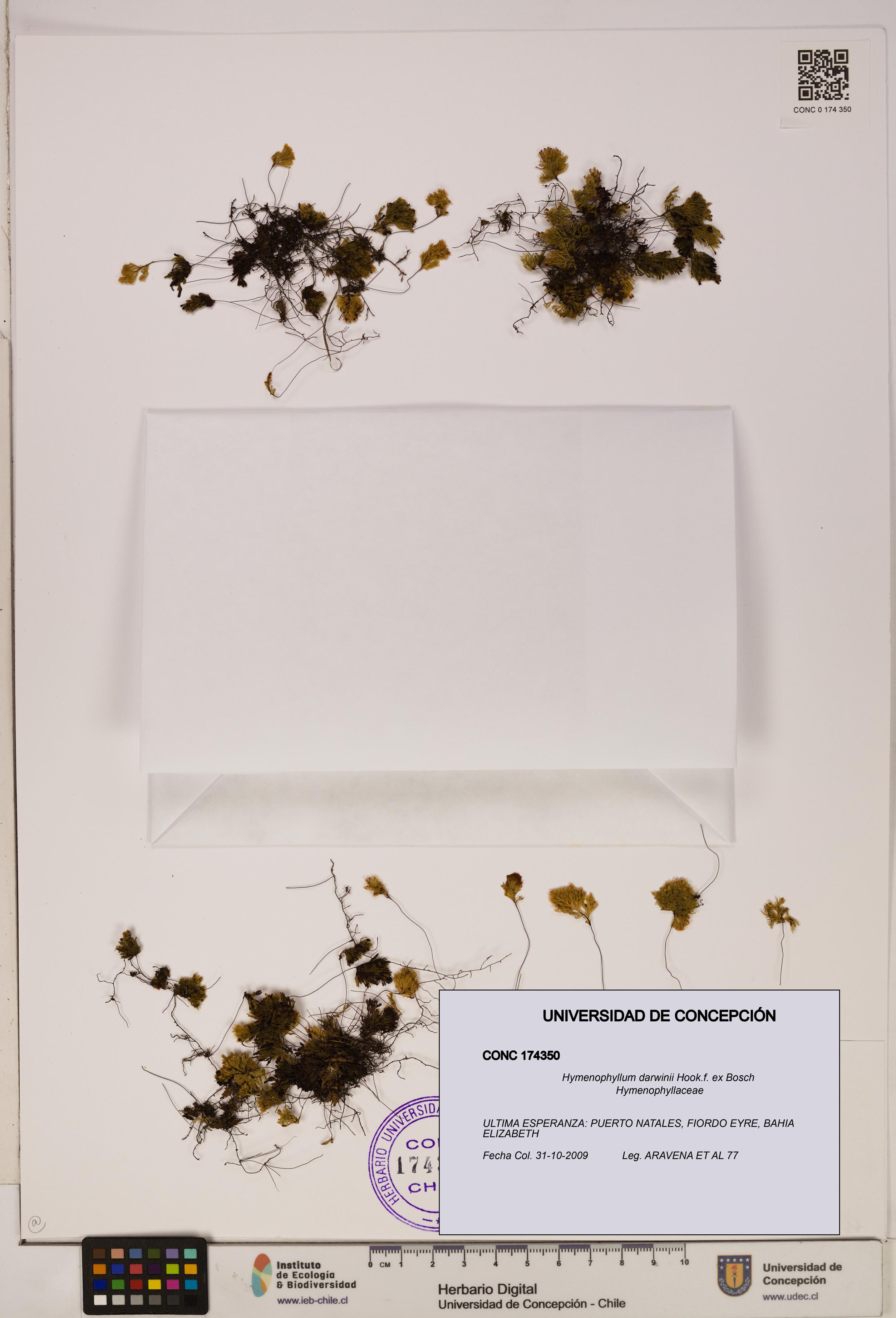 Hymenophyllum darwinii [Espécimen: UDEC:CONC:0174350]