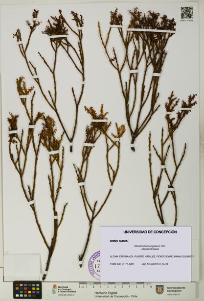 Misodendrum angulatum [Espécimen: UDEC:CONC:0174355]
