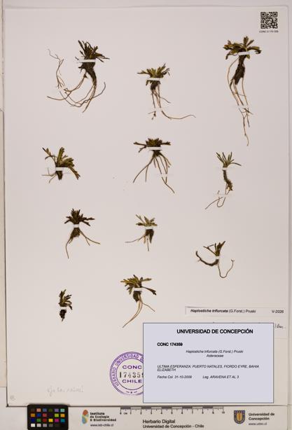 Haplosticha trifurcata [Espécimen: UDEC:CONC:0174359]