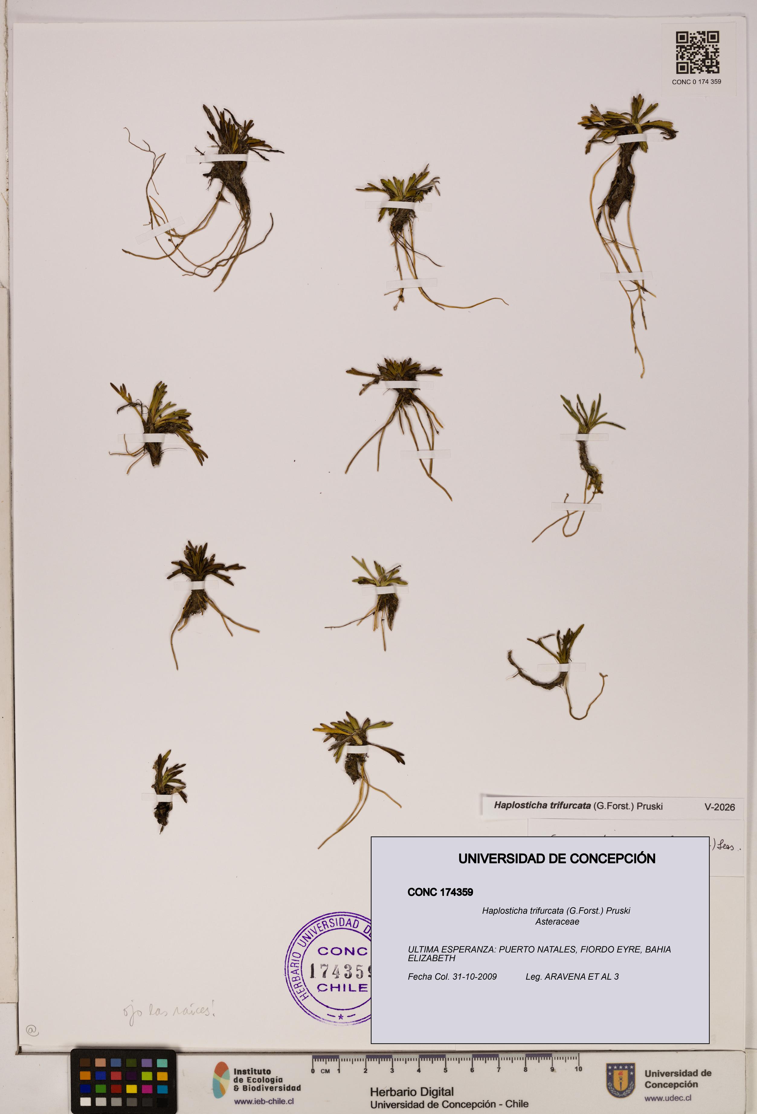 Haplosticha trifurcata [Espécimen: UDEC:CONC:0174359]