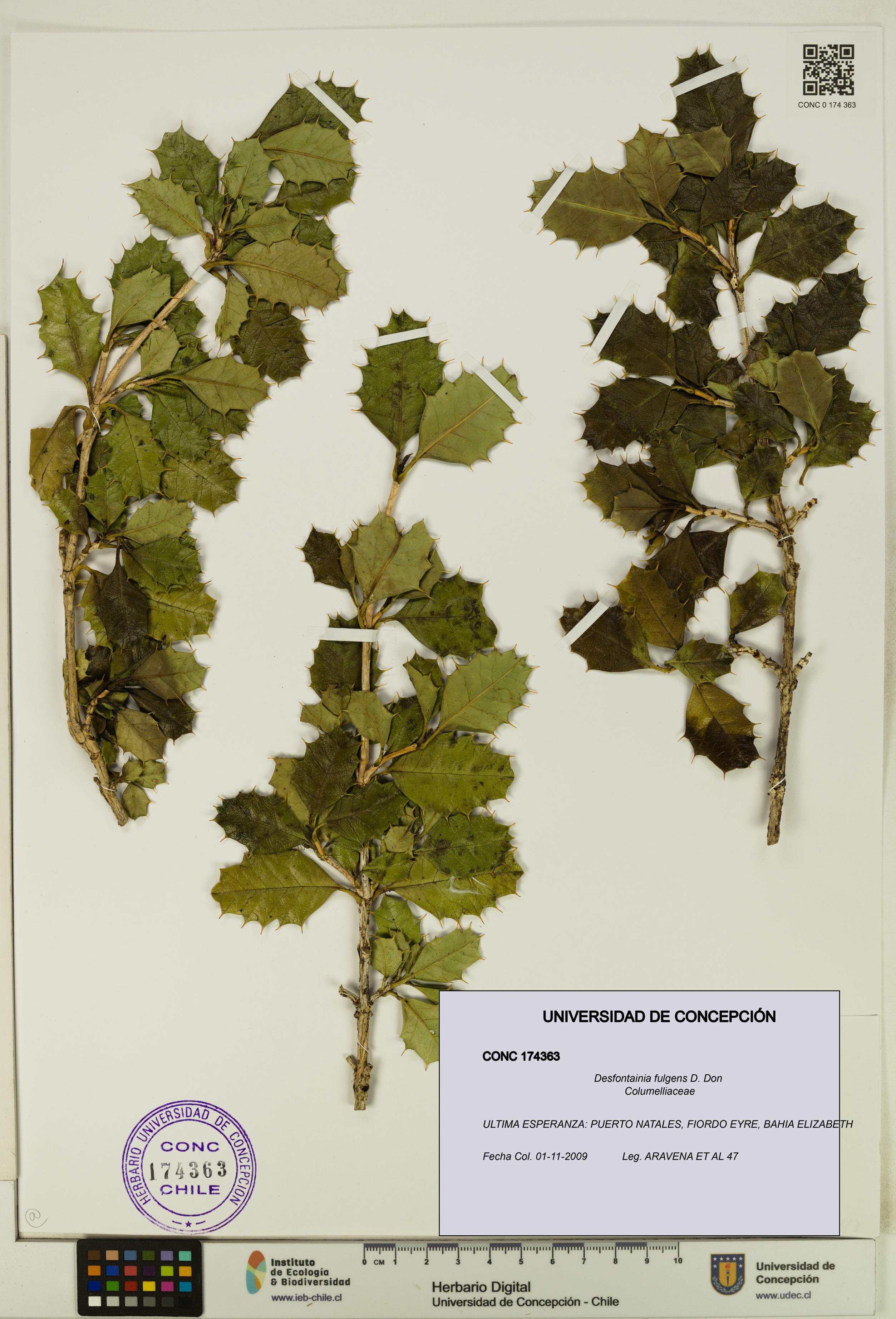 Desfontainia fulgens [Espécimen: UDEC:CONC:0174363]