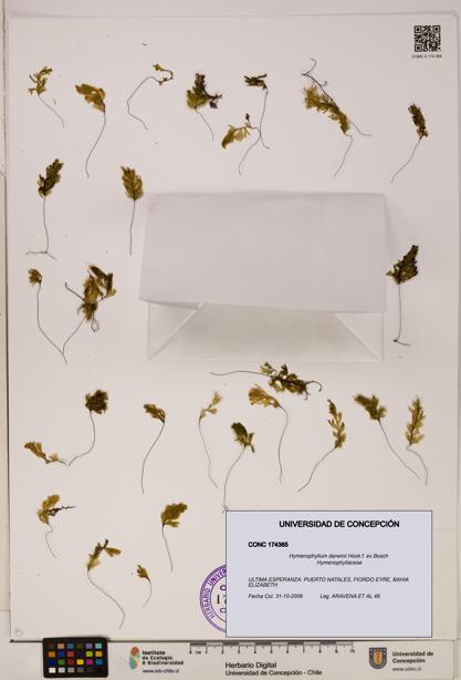 Hymenophyllum darwinii [Espécimen: UDEC:CONC:0174365]