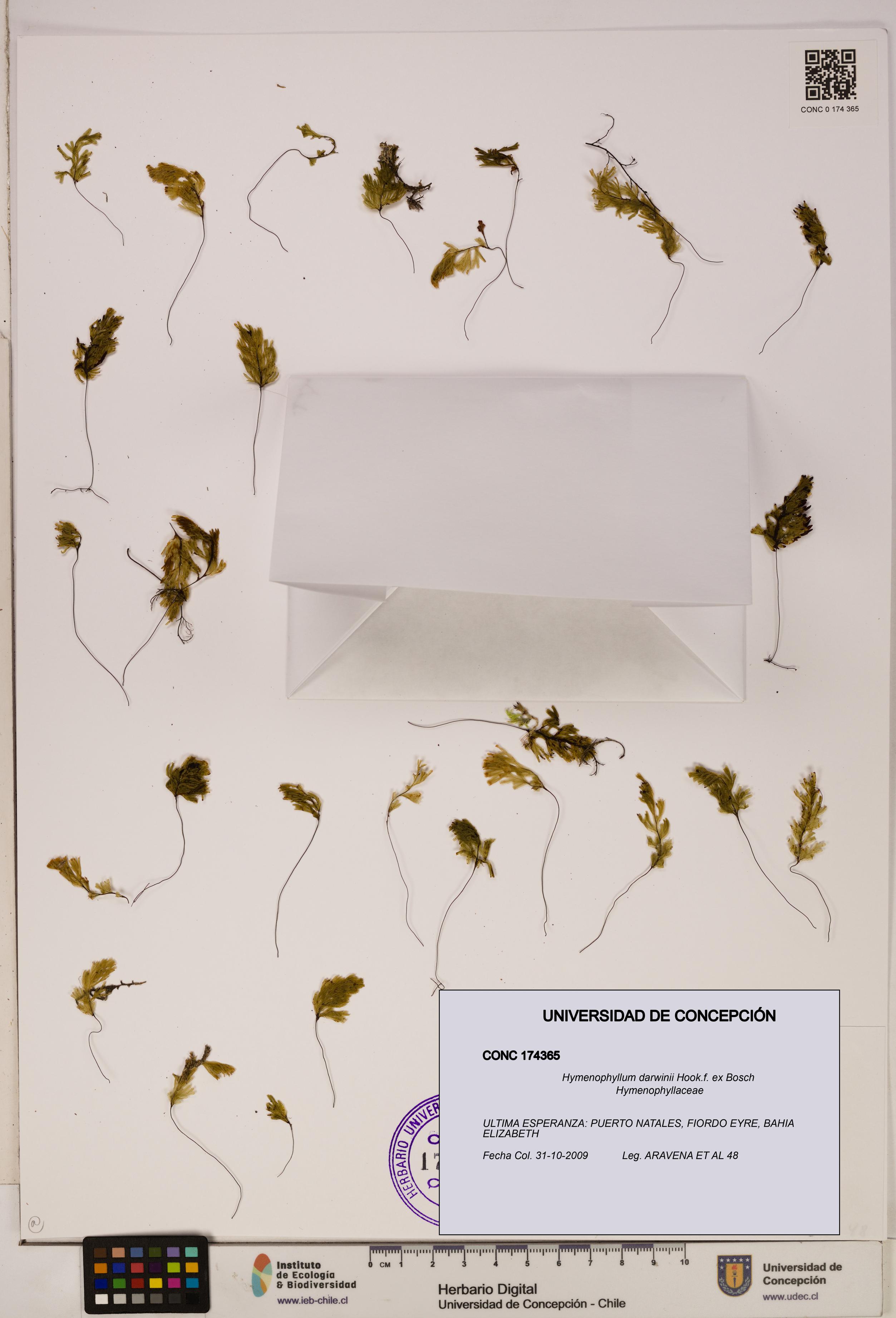 Hymenophyllum darwinii [Espécimen: UDEC:CONC:0174365]