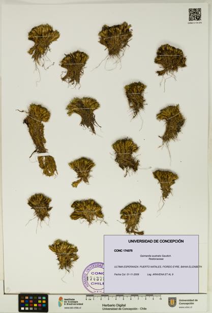 Gaimardia australis [Espécimen: UDEC:CONC:0174375]