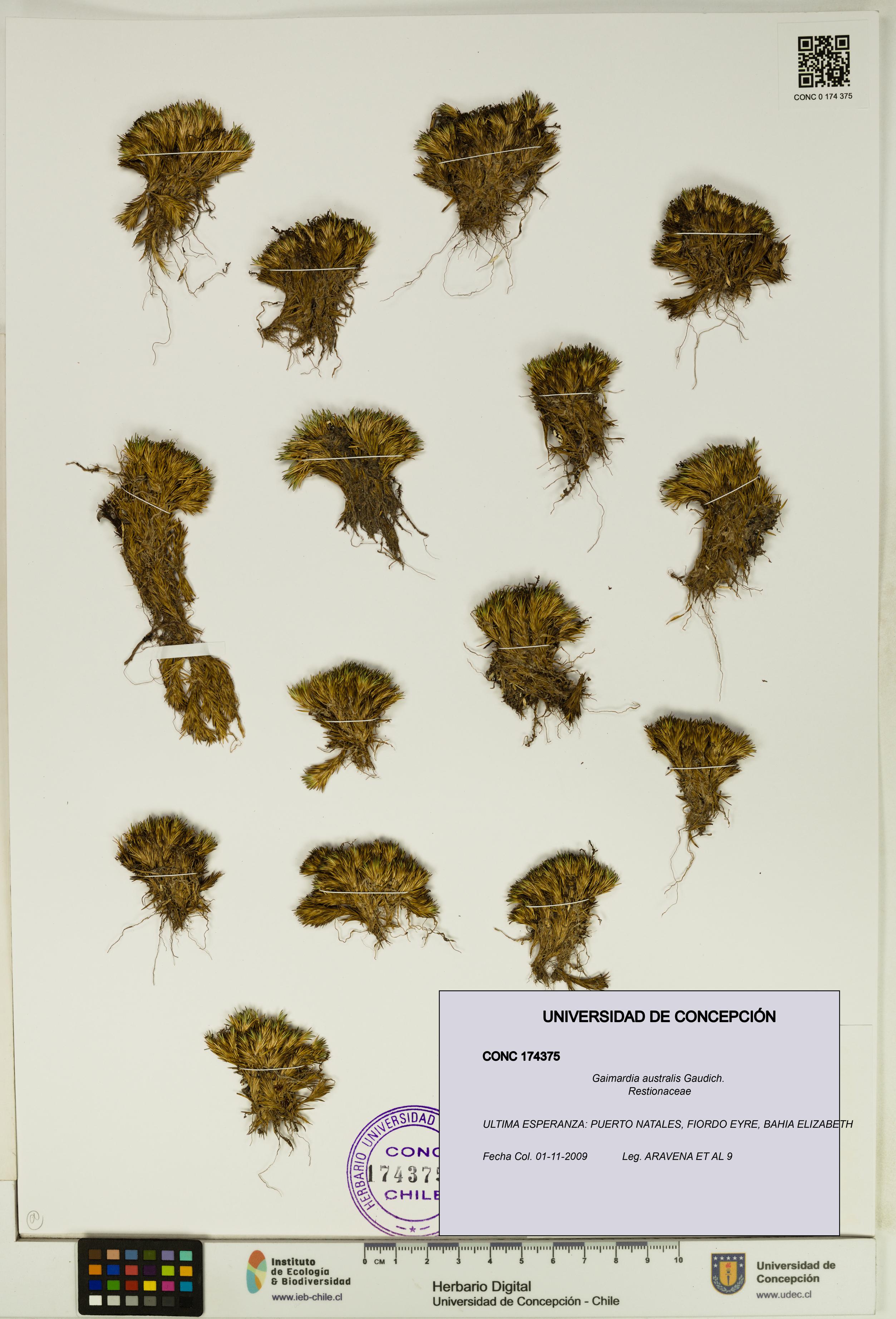 Gaimardia australis [Espécimen: UDEC:CONC:0174375]