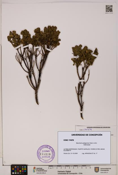Baccharis patagonica [Espécimen: UDEC:CONC:0174379]