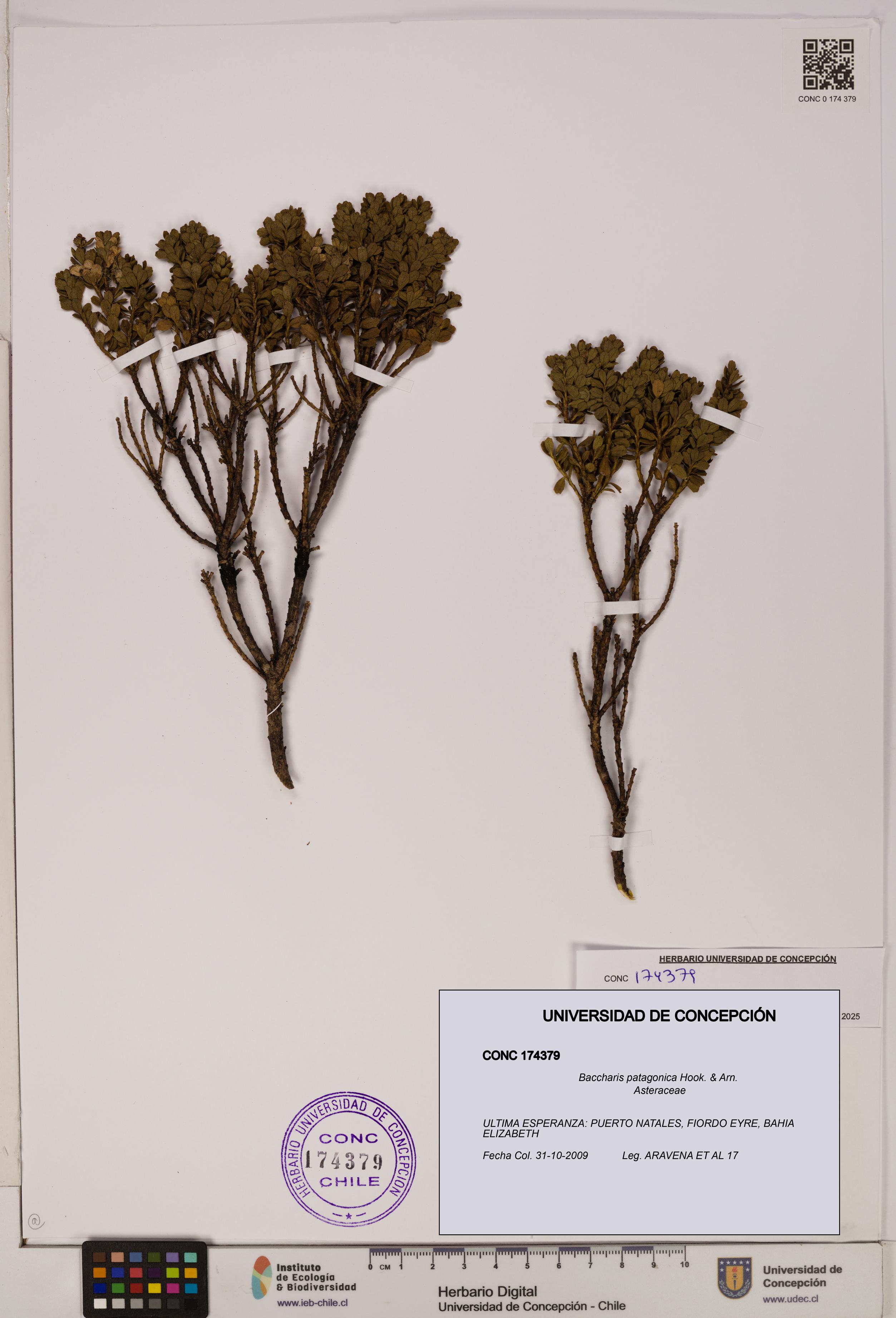 Baccharis patagonica [Espécimen: UDEC:CONC:0174379]